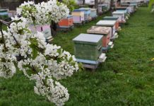 Сараевских пчеловодов оповещают об обработке полей пестицидами