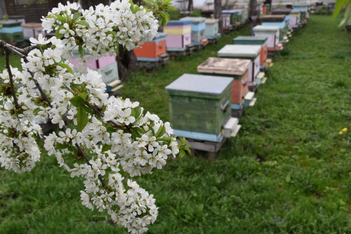 Ульи. Пителино