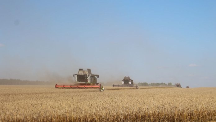 Сараи. Уборочная.18.08.2025