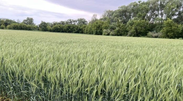 Рязанские ученые вывели новый зимостойкий сорт пшеницы