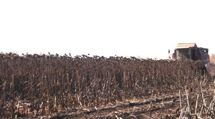 Сараевские земледельцы собрали около 80 тысяч тонн масличных культур