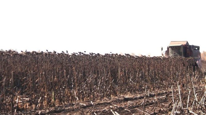 Подсолнечник. Сараи.7.11.25