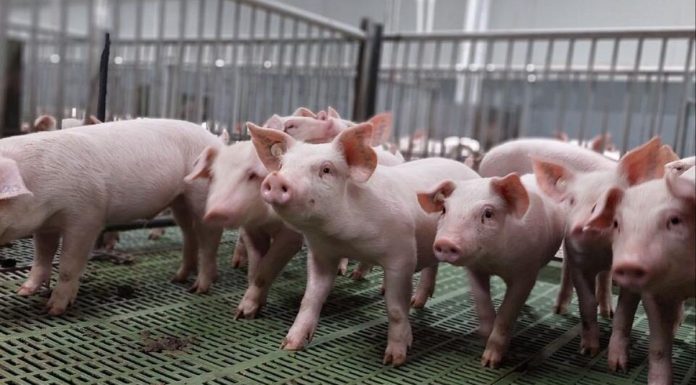 ООО «Вердазернопродукт» Сараевского района к концу года планирует реализовать 44 тысячи тонн свинины