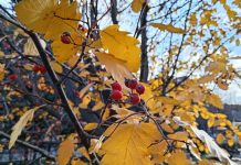 3 ноября в Рязанской области будет преимущественно без осадков