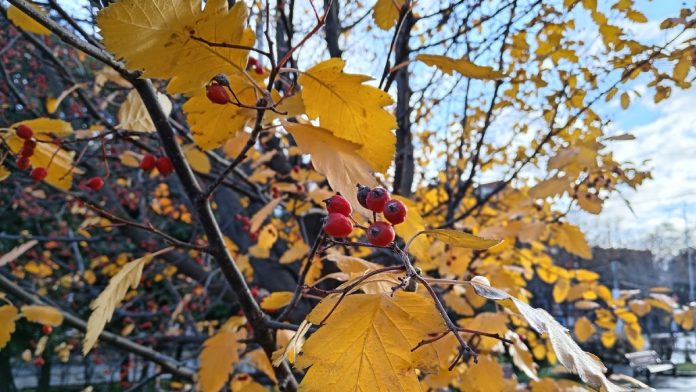осенняя погода от Царевой_02.11.25