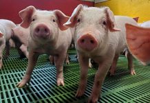 Сараевские животноводы отправили в регионы России более 3200 голов чистопородных свиней