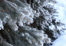 Небольшой снег и до -19°С ночью обещают рязанцам 2 января