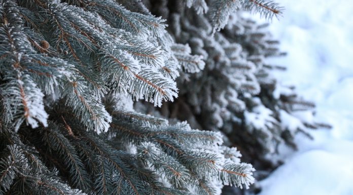 Небольшой снег и до -19°С ночью обещают рязанцам 2 января