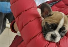 В Сараевском округе с начала года от бешенства привили более 150 кошек и собак