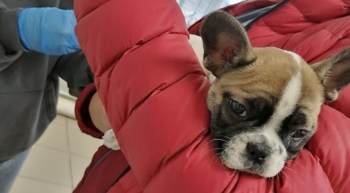 В Сараевском округе с начала года от бешенства привили более 150 кошек и собак