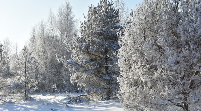 В ночь 2 февраля в Рязанской области температура воздуха опустится до -29°С