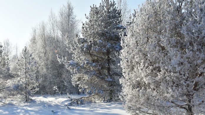 zima-moroz.-kadom.24.01.26