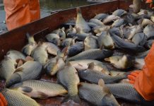 Сараевские рыбоводы за зиму продали 380 тонн карпа, толстолобика и амура