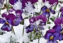 20 апреля в Рязанской области ожидается мокрый снег