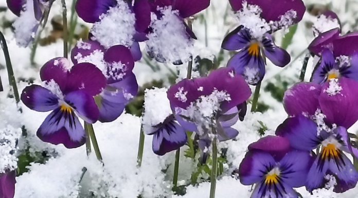 20 апреля в Рязанской области ожидается мокрый снег