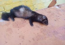 В подворье сараевской семьи хорек за зиму убил около 40 кур