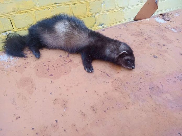 мертвый хорек.Сараи.8.04.26