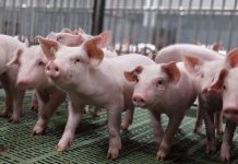 Сараевские животноводы за первый квартал этого года произвели более 10,5 тысячи тонн свинины