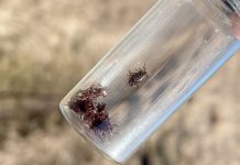 В Сараевскую районную больницу с укусами клещей этой весной обратились четыре человека