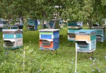 ООО «Максы» сообщает об обработке полей аргохимикатами