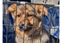 В Сараевском округе отлавливали безнадзорных животных