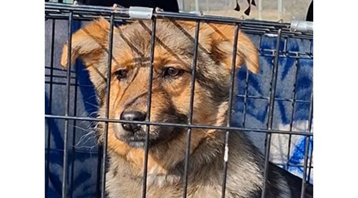 В Сараевском округе отлавливали безнадзорных животных